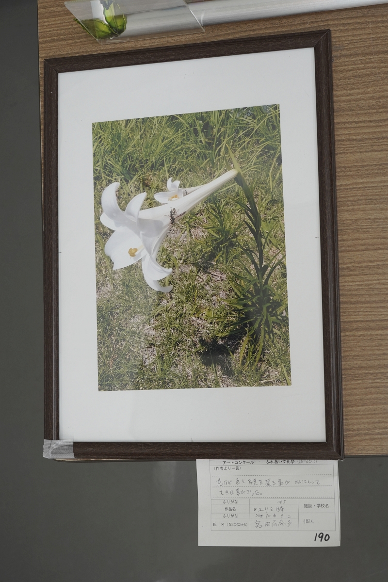 ユリの鉢(宮田 百合子)