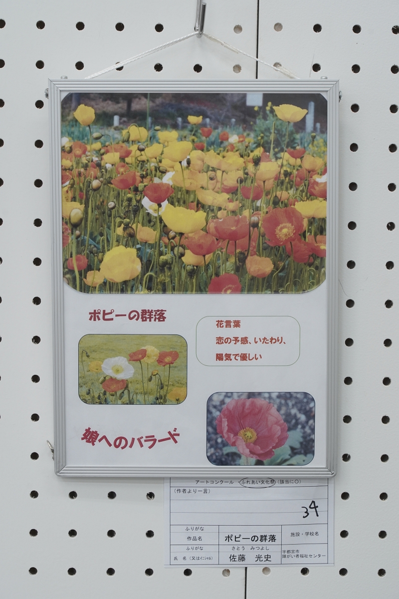 ポピーの群落(佐藤 光史)